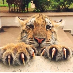 Meet your Posher, James